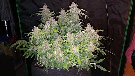 Click image for larger version

Name:	20170306_061942.jpg
Views:	200
Size:	5.08 MB
ID:	64381