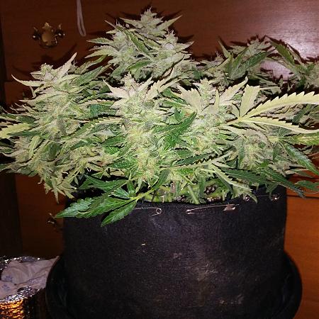 Click image for larger version

Name:	20170227_172130.jpg
Views:	208
Size:	5.38 MB
ID:	61559