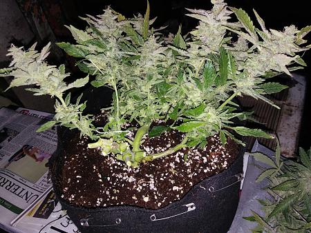 Click image for larger version

Name:	20170306_080450.jpg
Views:	201
Size:	7.89 MB
ID:	64490