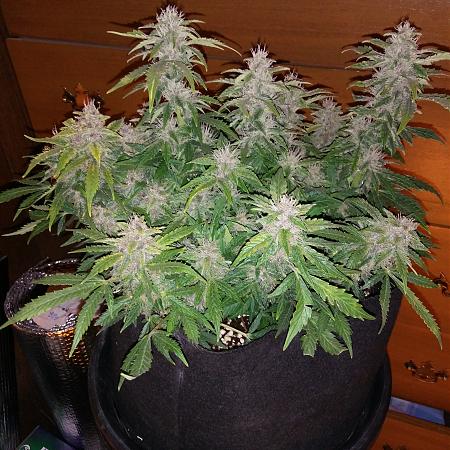 Click image for larger version

Name:	20170227_172013.jpg
Views:	218
Size:	5.74 MB
ID:	61561