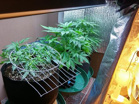 Click image for larger version

Name:	20170302_080556_HDR.jpg
Views:	200
Size:	8.22 MB
ID:	62689