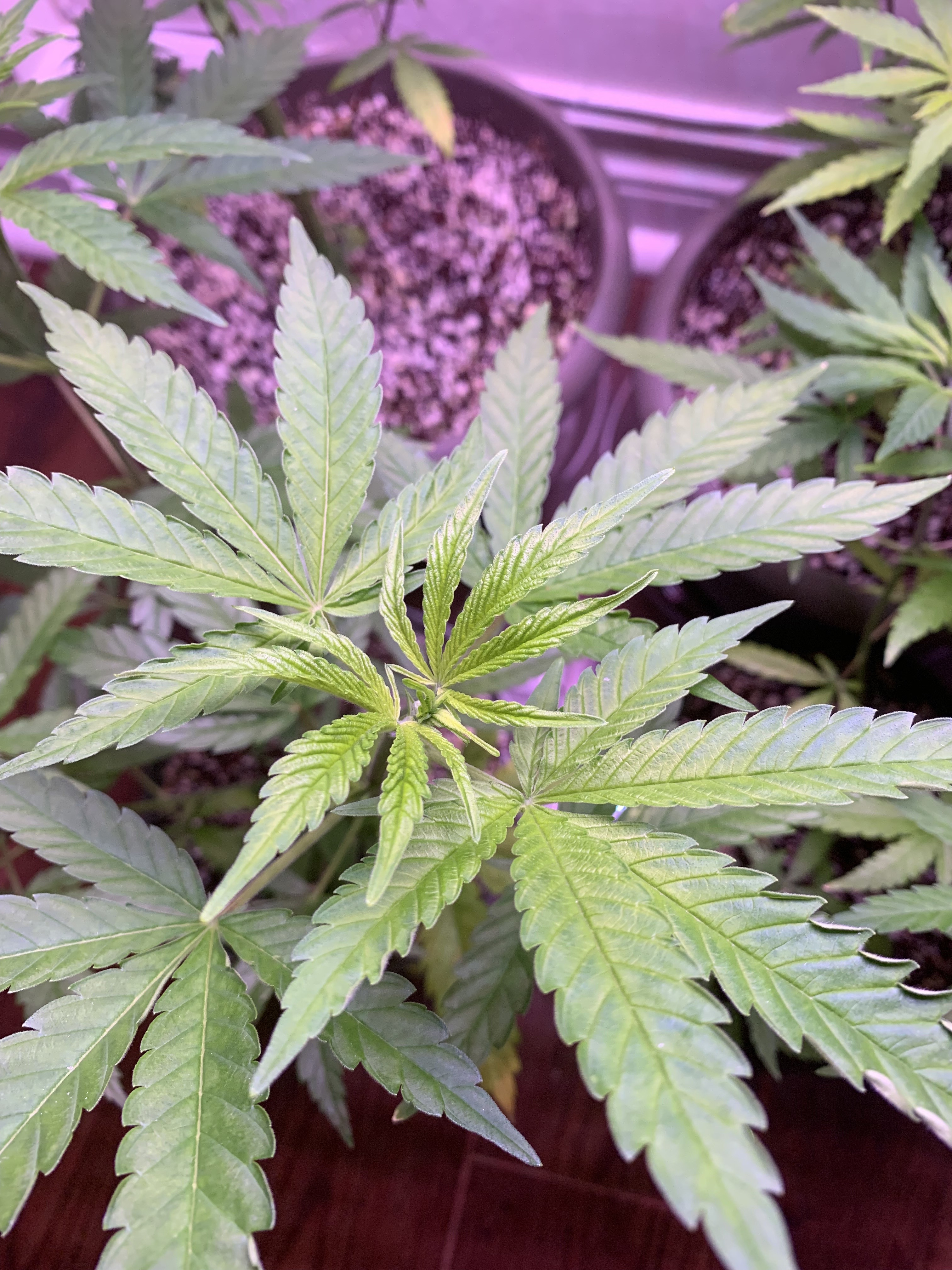 Click image for larger version

Name:	IMG_1112.jpg
Views:	518
Size:	2.52 MB
ID:	353706