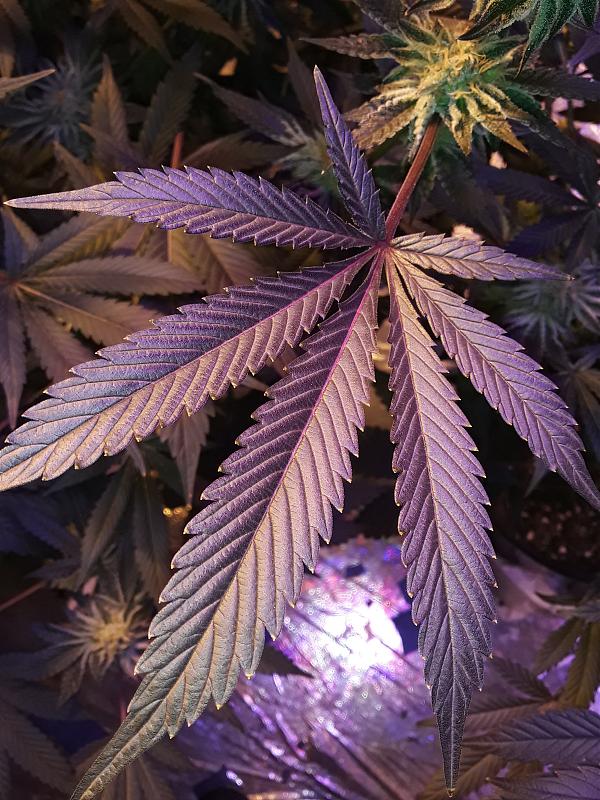 Click image for larger version

Name:	20200322_004606.jpg
Views:	748
Size:	2.27 MB
ID:	386913