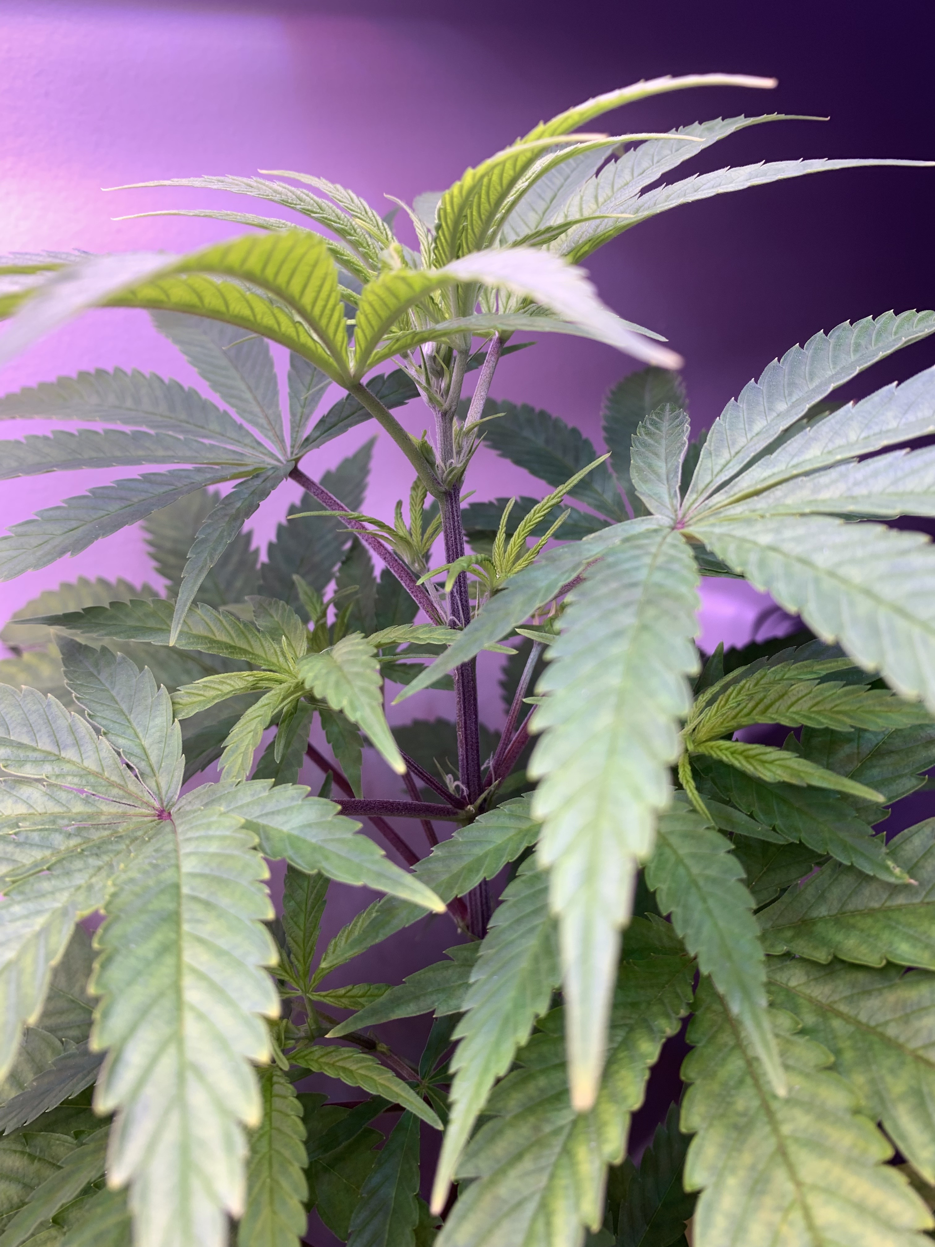 Click image for larger version

Name:	IMG_1114.jpg
Views:	548
Size:	2.22 MB
ID:	353705