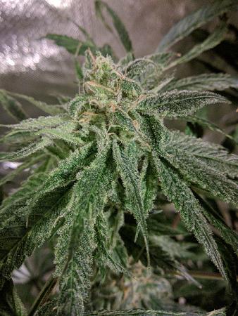 Click image for larger version

Name:	2020-05-25 13.18.46scaled.jpg
Views:	649
Size:	136.2 KB
ID:	409274