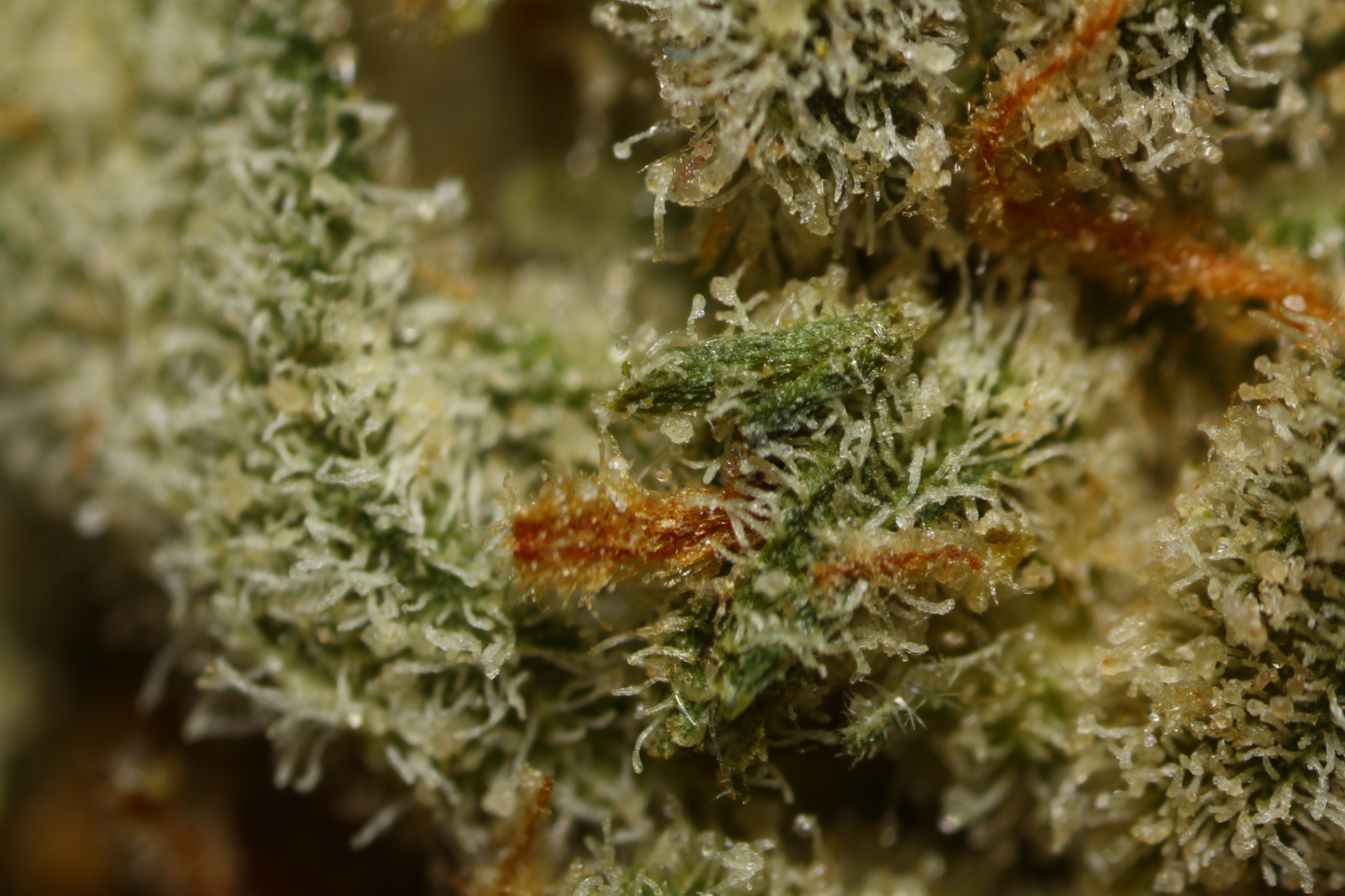 Click image for larger version

Name:	IMG_0881.JPG
Views:	551
Size:	3.75 MB
ID:	2867