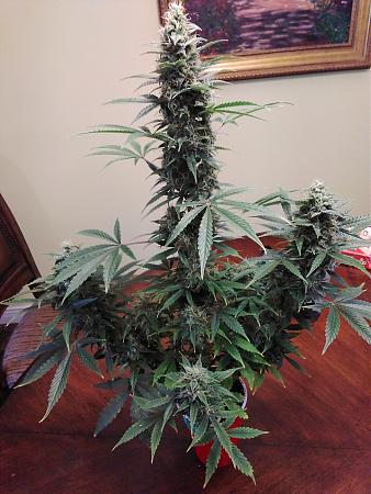 Click image for larger version

Name:	20200315_111903.jpg
Views:	490
Size:	1.50 MB
ID:	384416