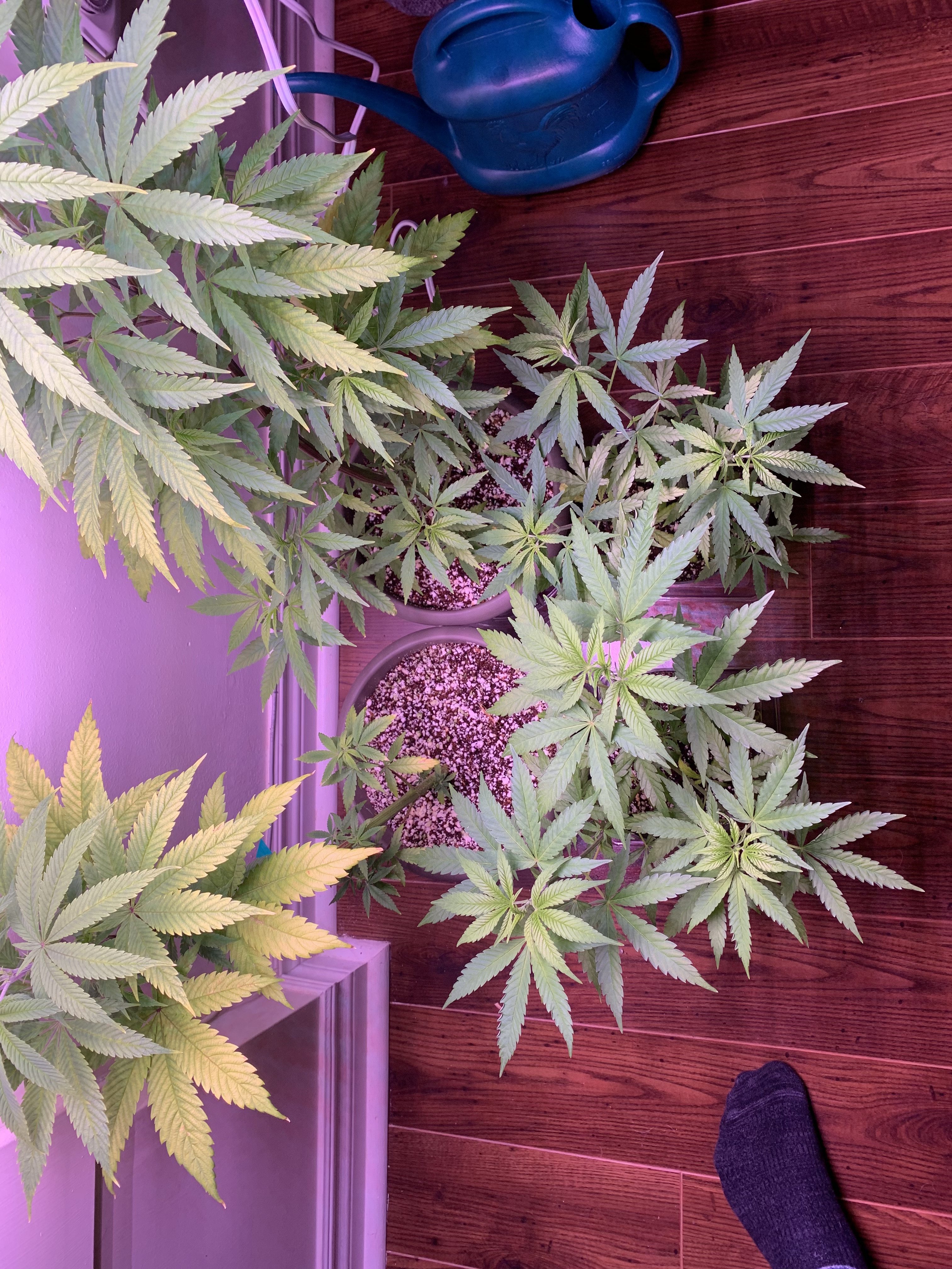 Click image for larger version

Name:	IMG_1126.jpg
Views:	563
Size:	3.21 MB
ID:	355308