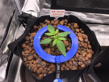 Click image for larger version

Name:	2017-07-12-PR-Auto-1.jpg
Views:	521
Size:	527.9 KB
ID:	115433