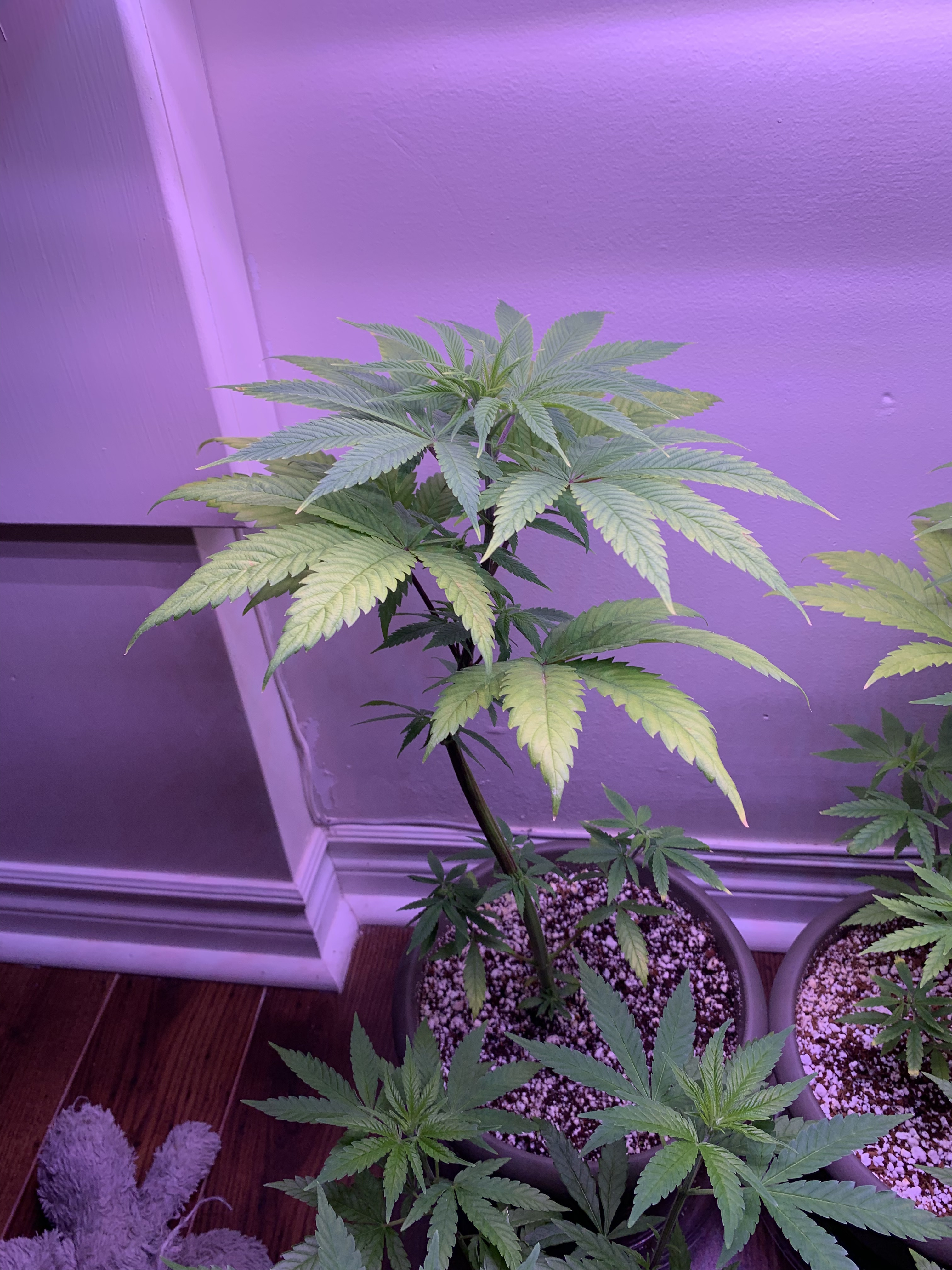 Click image for larger version

Name:	IMG_1092.jpg
Views:	666
Size:	2.23 MB
ID:	352855