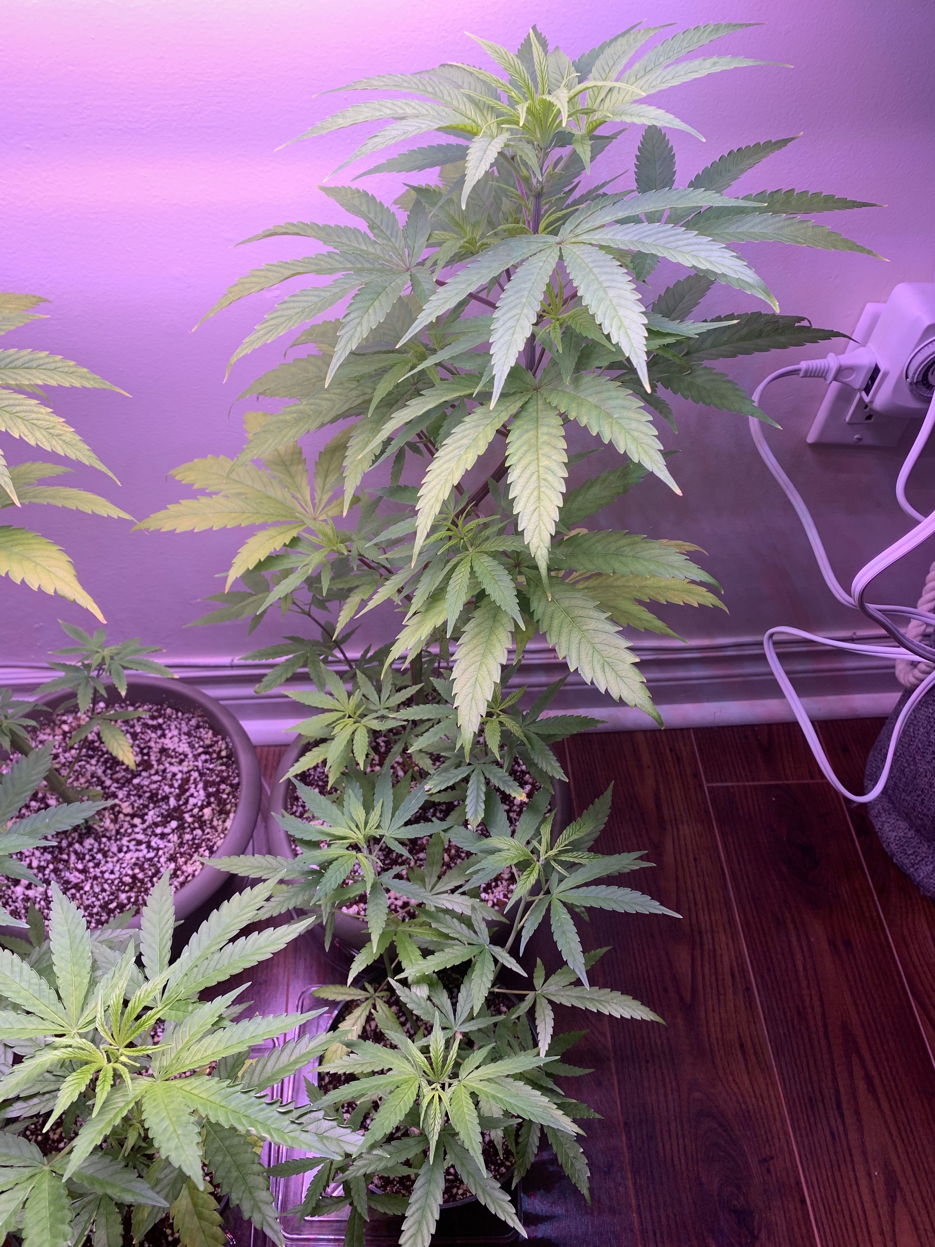 Click image for larger version

Name:	IMG_1110.jpg
Views:	552
Size:	3.05 MB
ID:	353707