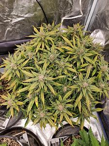 Click image for larger version

Name:	20200414_130529_copy_1209x1612.jpg
Views:	565
Size:	949.9 KB
ID:	395460