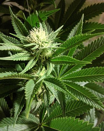 Click image for larger version

Name:	2020-04-21 18.11.56scaled.jpg
Views:	653
Size:	162.6 KB
ID:	397698