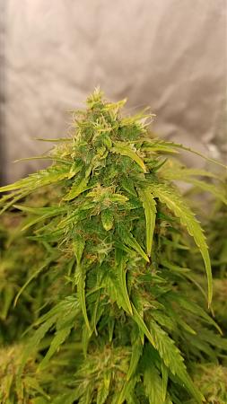 Click image for larger version

Name:	20181204_083650.jpg
Views:	185
Size:	1.48 MB
ID:	272448