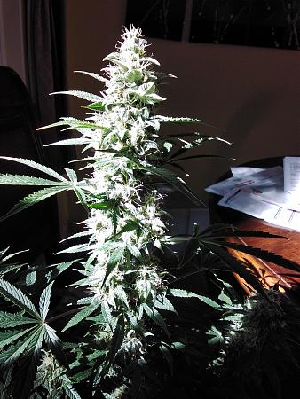 Click image for larger version

Name:	20200315_111818.jpg
Views:	496
Size:	1.55 MB
ID:	384417