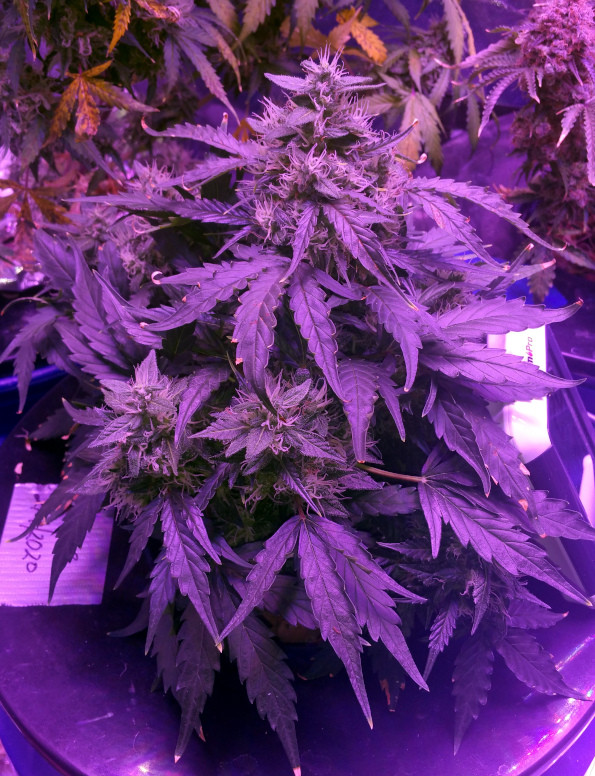 Click image for larger version

Name:	Week 14 thing 3.jpg
Views:	170
Size:	206.3 KB
ID:	397037