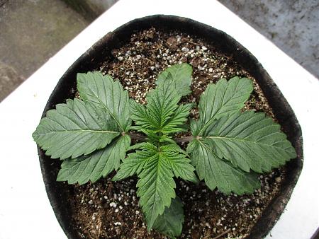 Click image for larger version

Name:	IMG_0590.JPG
Views:	1576
Size:	900.9 KB
ID:	405163