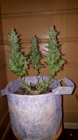 Click image for larger version

Name:	Screenshot_20170310-123732.png
Views:	274
Size:	5.38 MB
ID:	66126