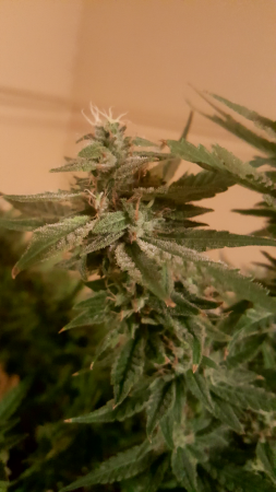 Click image for larger version

Name:	Screenshot_20170311-115457.png
Views:	278
Size:	4.03 MB
ID:	66428