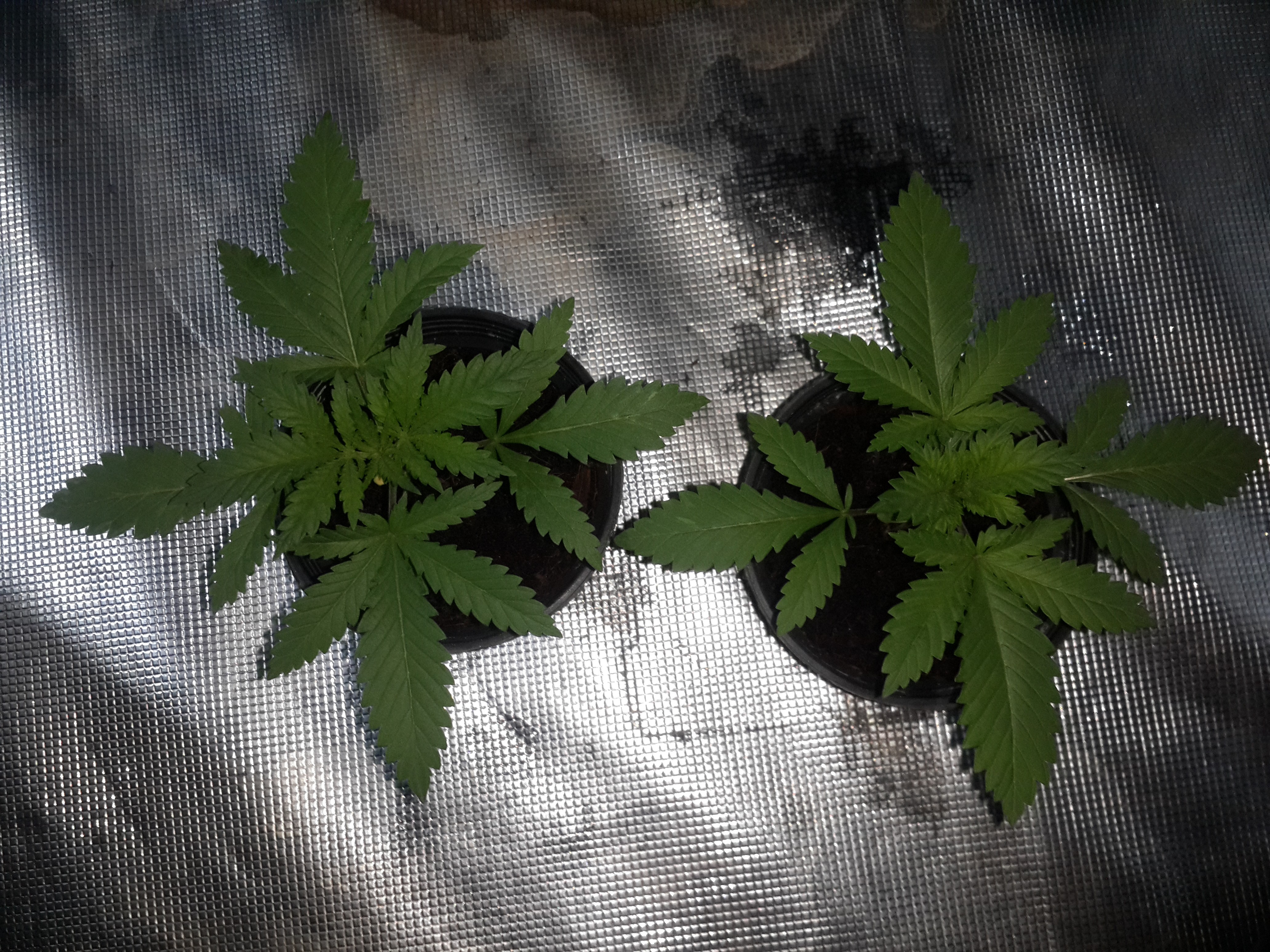 Click image for larger version

Name:	20190304_193345.jpg
Views:	382
Size:	3.11 MB
ID:	296146