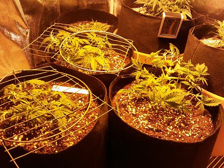 Click image for larger version

Name:	20170119_075756.jpg
Views:	212
Size:	9.86 MB
ID:	44721