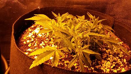 Click image for larger version

Name:	20170111_205134.jpg
Views:	257
Size:	6.30 MB
ID:	41208