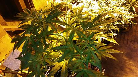 Click image for larger version

Name:	20170429_072116.jpg
Views:	250
Size:	6.67 MB
ID:	86060