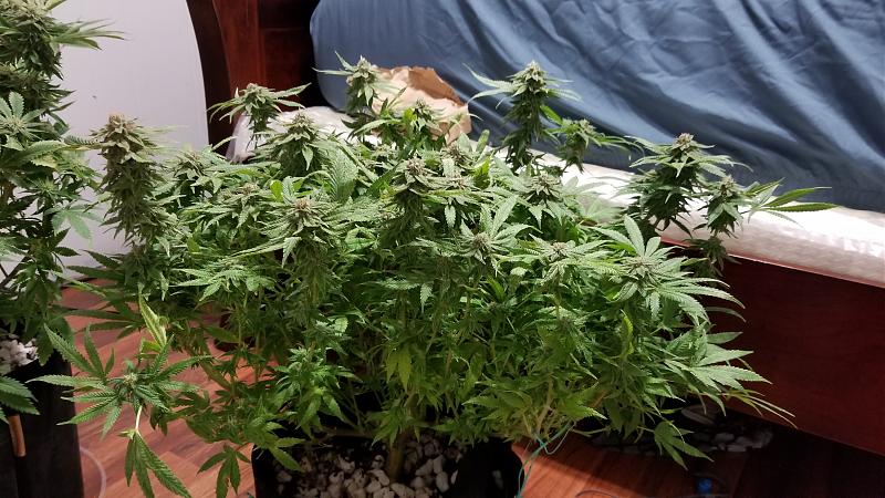 Click image for larger version

Name:	20180803_164608.jpg
Views:	489
Size:	1.84 MB
ID:	238190