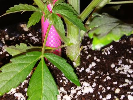 Click image for larger version

Name:	20170228_070130.jpg
Views:	190
Size:	6.00 MB
ID:	61757