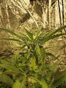 Click image for larger version

Name:	20200430_102146_copy_1209x1612.jpg
Views:	705
Size:	680.2 KB
ID:	400210