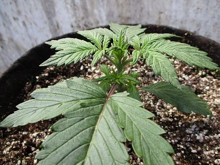 Click image for larger version

Name:	IMG_0588.JPG
Views:	1581
Size:	958.2 KB
ID:	405161