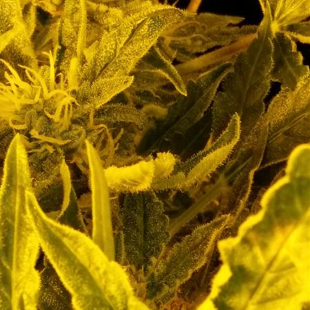 Click image for larger version

Name:	20170222_070102.jpg
Views:	245
Size:	3.93 MB
ID:	59636