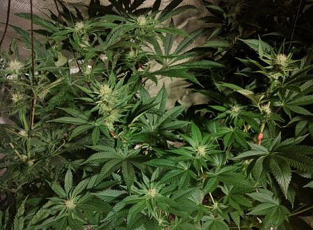 Click image for larger version

Name:	2020-04-21 18.10.55scale.jpg
Views:	601
Size:	159.9 KB
ID:	397697