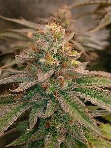 Click image for larger version

Name:	20260415_210613.jpg
Views:	12
Size:	3.16 MB
ID:	665222