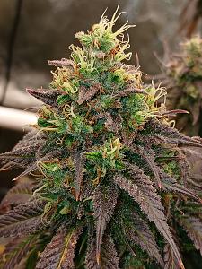 Click image for larger version

Name:	20260415_210631.jpg
Views:	11
Size:	3.18 MB
ID:	665223