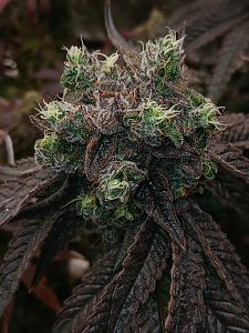 Click image for larger version

Name:	20260415_210517.jpg
Views:	0
Size:	2.54 MB
ID:	665231