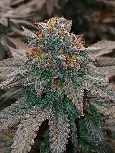 Click image for larger version

Name:	20260415_210547.jpg
Views:	0
Size:	3.31 MB
ID:	665233