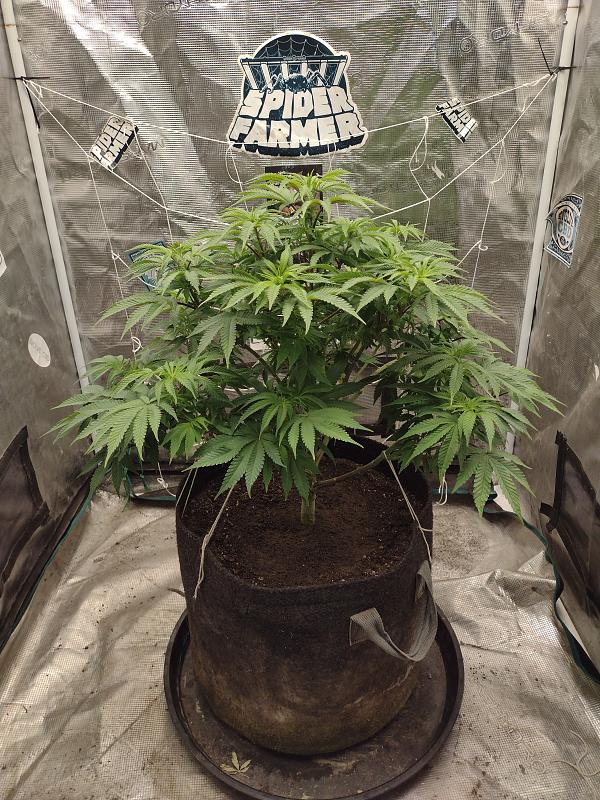 Click image for larger version

Name:	IMG_20260416_195226135.jpg
Views:	63
Size:	4.20 MB
ID:	665250