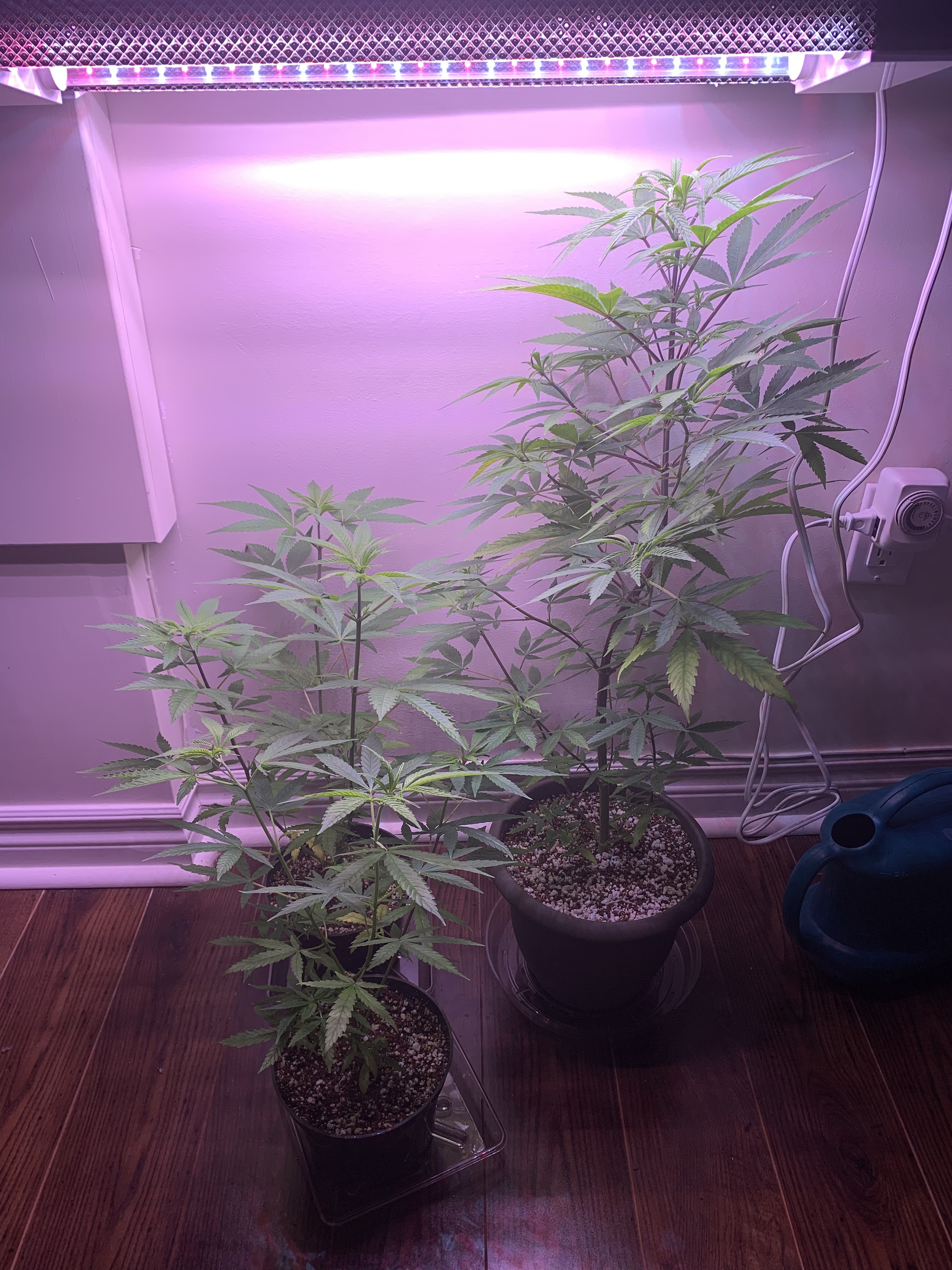 Click image for larger version

Name:	IMG_1141.jpg
Views:	447
Size:	2.53 MB
ID:	357333