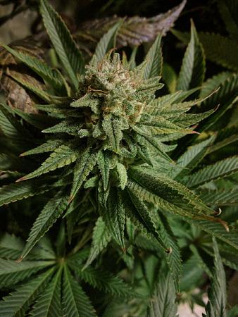 Click image for larger version

Name:	2020-05-25 13.18.25scaled.jpg
Views:	634
Size:	127.4 KB
ID:	409272