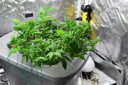 Click image for larger version

Name:	DSC_0253.JPG
Views:	191
Size:	5.87 MB
ID:	33692