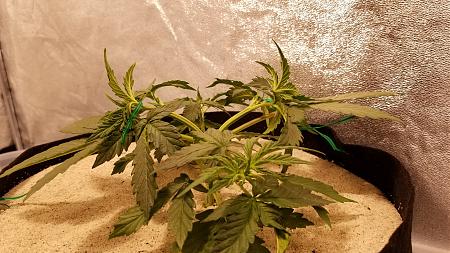 Click image for larger version

Name:	20181112_103418.jpg
Views:	234
Size:	1.99 MB
ID:	266941