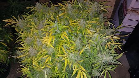 Click image for larger version

Name:	20170508_104141.jpg
Views:	217
Size:	5.70 MB
ID:	89844