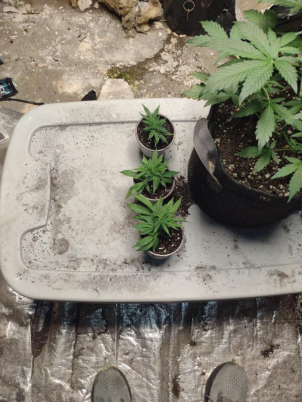 Click image for larger version

Name:	IMG_20260419_103757505.jpg
Views:	52
Size:	3.71 MB
ID:	665307