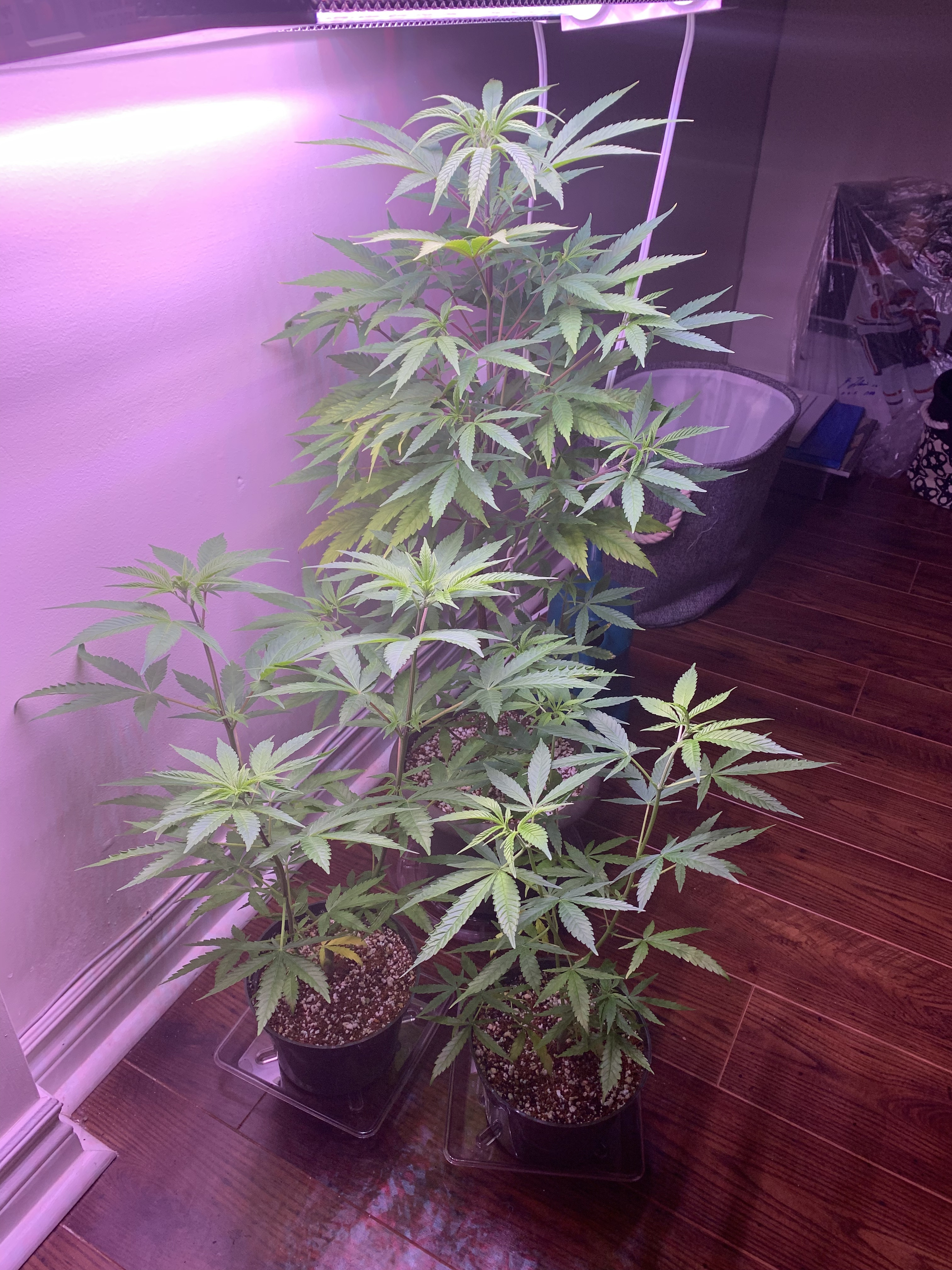 Click image for larger version

Name:	IMG_1143.jpg
Views:	456
Size:	2.87 MB
ID:	357332