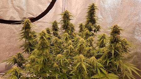 Click image for larger version

Name:	20181117_011912.jpg
Views:	184
Size:	2.80 MB
ID:	268114