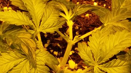 Click image for larger version

Name:	20170115_115657.jpg
Views:	230
Size:	4.37 MB
ID:	43122