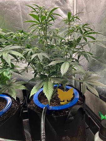 Click image for larger version

Name:	image3.jpg
Views:	3
Size:	139.5 KB
ID:	665346