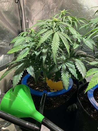 Click image for larger version

Name:	image1.jpg
Views:	3
Size:	129.9 KB
ID:	665350