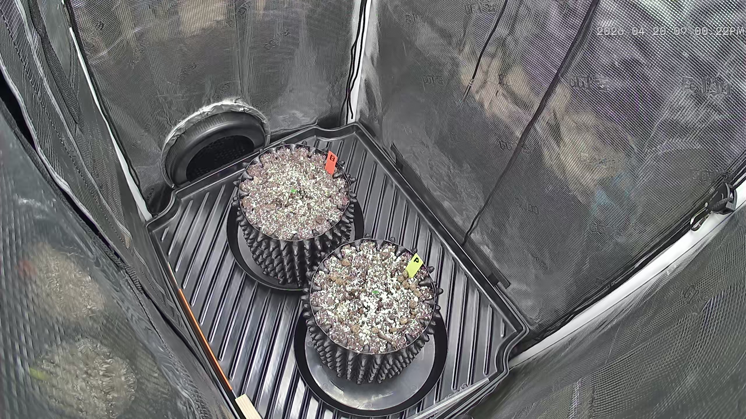 Click image for larger version

Name:	2026-04-20.jpg
Views:	3
Size:	1.39 MB
ID:	665352